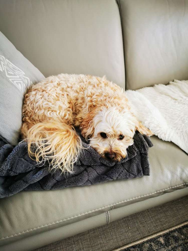 Hundetreffen-Paul sucht Spielgefährten-Profilbild