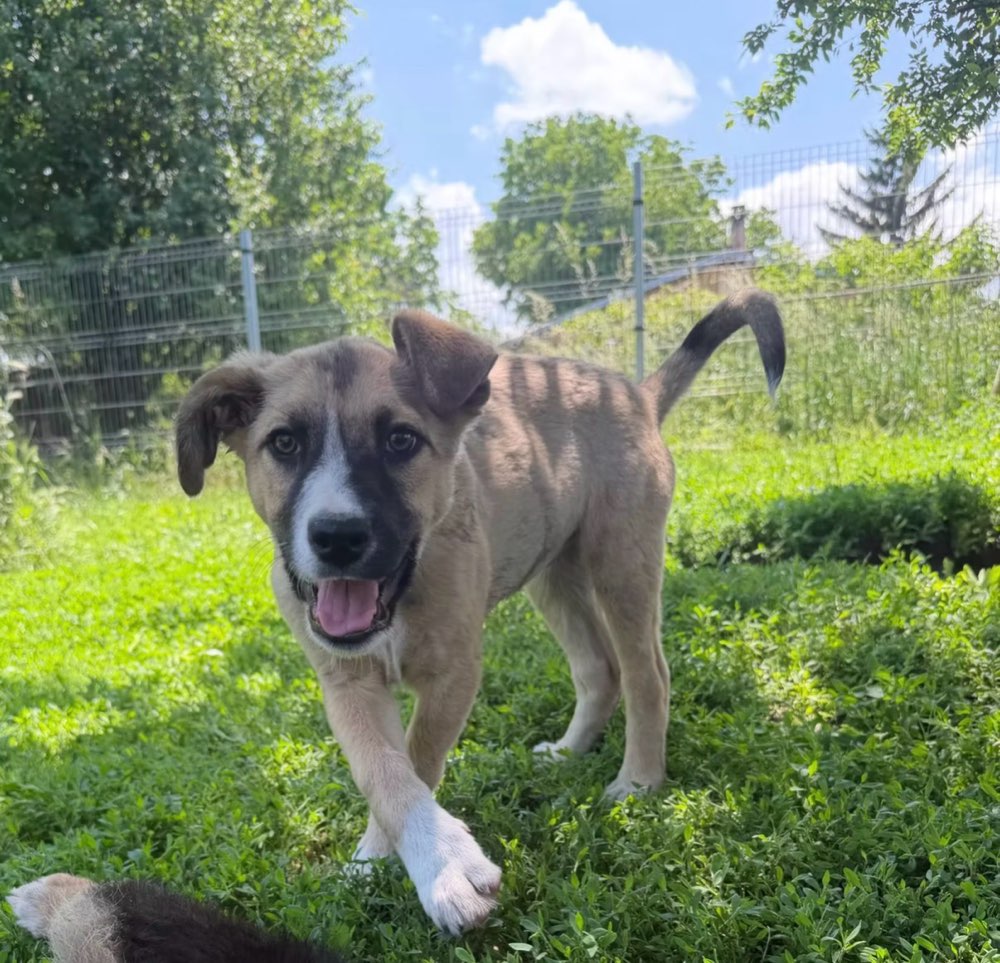 Hundetreffen-Junghund Treffen / HundeRunde / Spazieren /-Profilbild