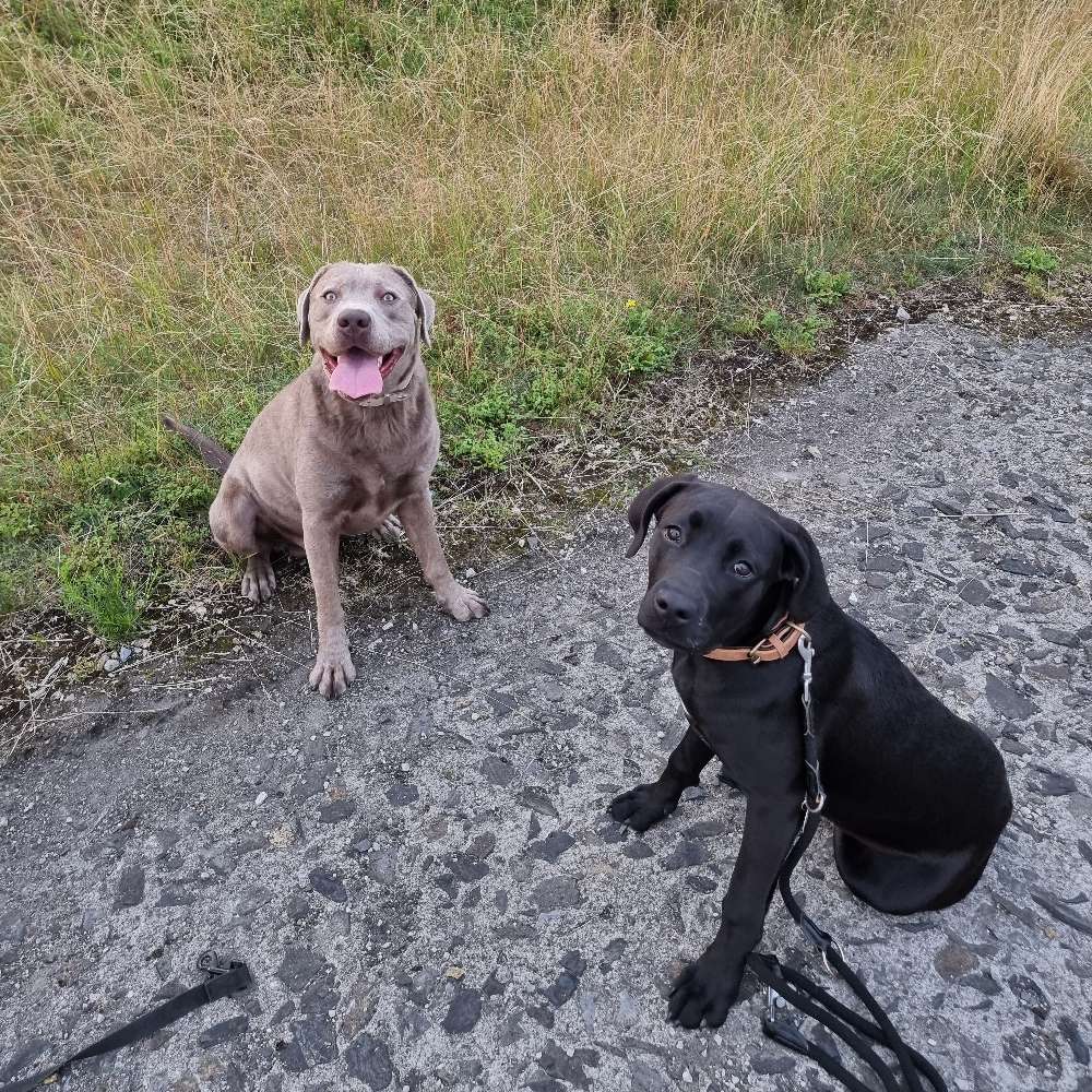 Hundetreffen-Spielrunde in Iserlohn und Umgebung-Profilbild