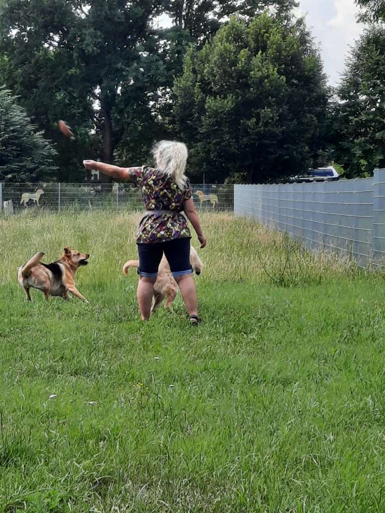 Hundetreffen-Hundetobirunde in Colbitz-Profilbild