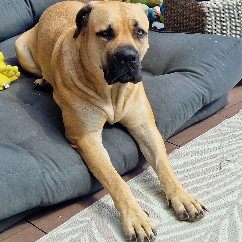 Hundetreffen-Spielstunde und kennenlernen Heinsberg/Geilenkirchen/Gangelt-Profilbild