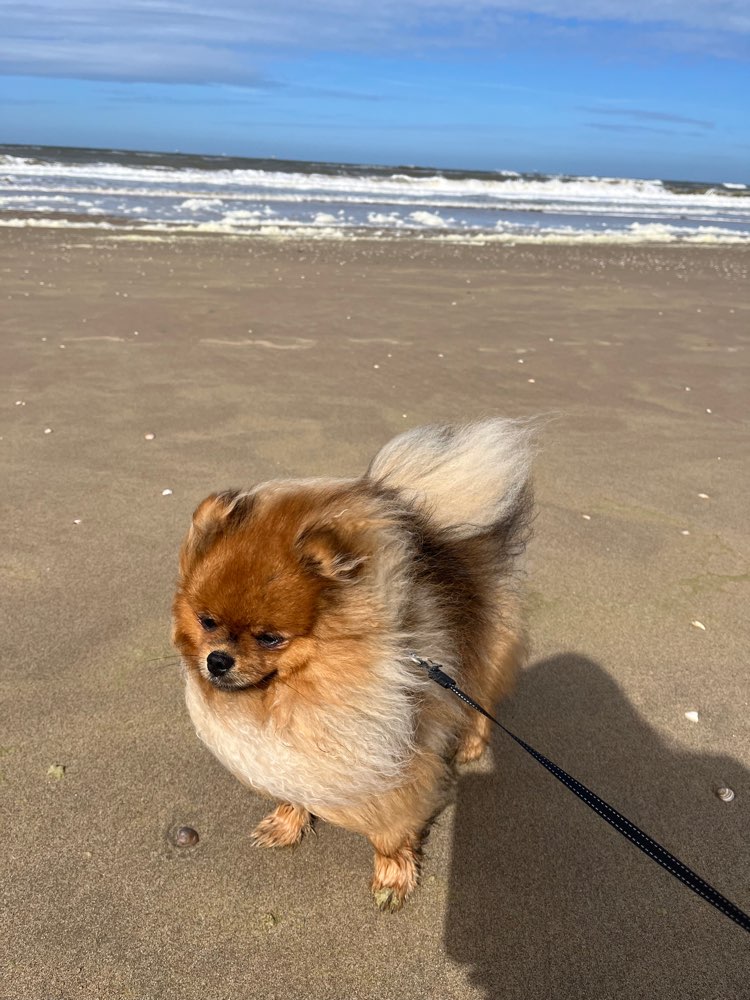 Hundetreffen-Kleine Hunde fur Gassi und Spiel-Profilbild