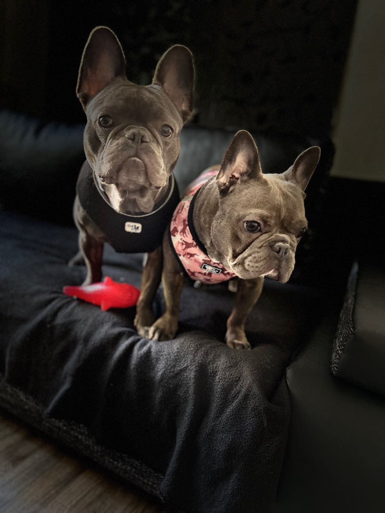 Hundetreffen-Suche ein treffen mit frenchies-Profilbild