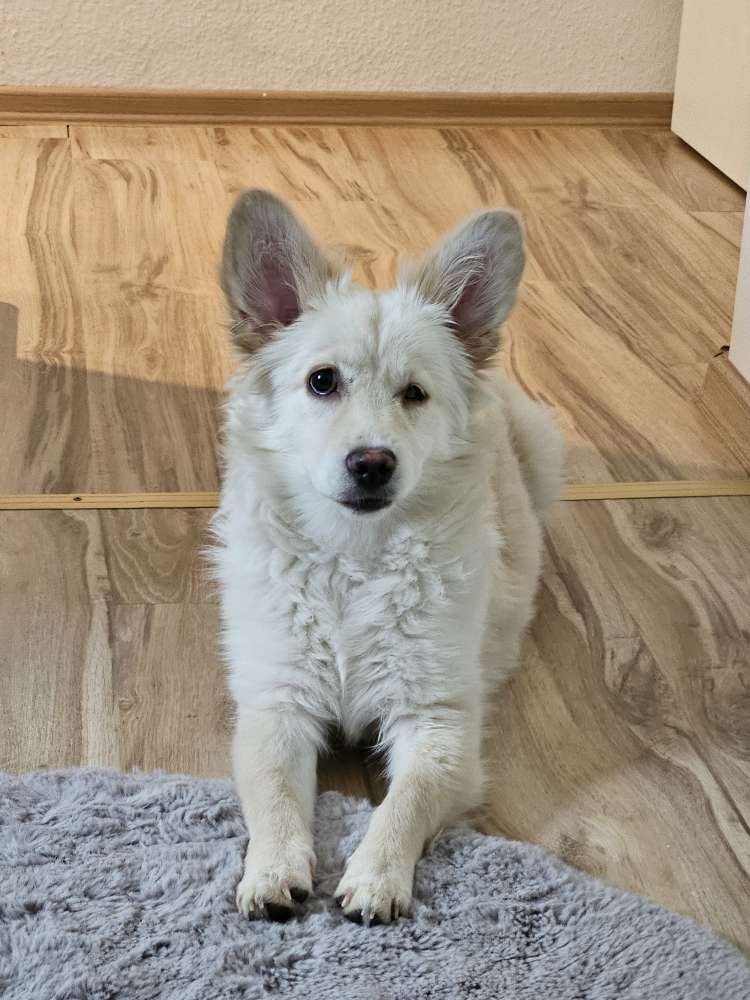 Hundetreffen-Welpentreffen  in Iserlohn-Profilbild