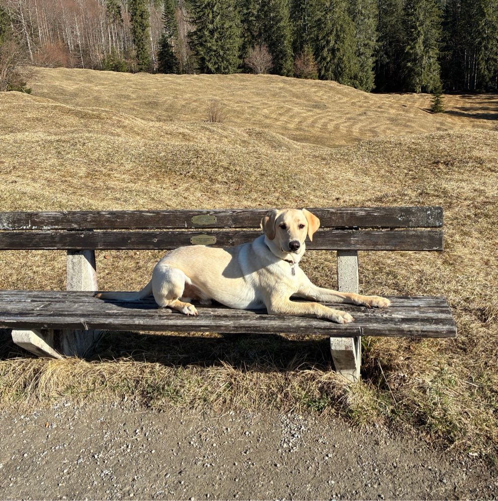 Hundetreffen-Spielpartner gesucht-Profilbild