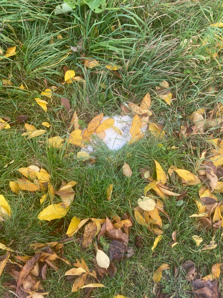 Giftköder-Reisartige Substanz-Profilbild