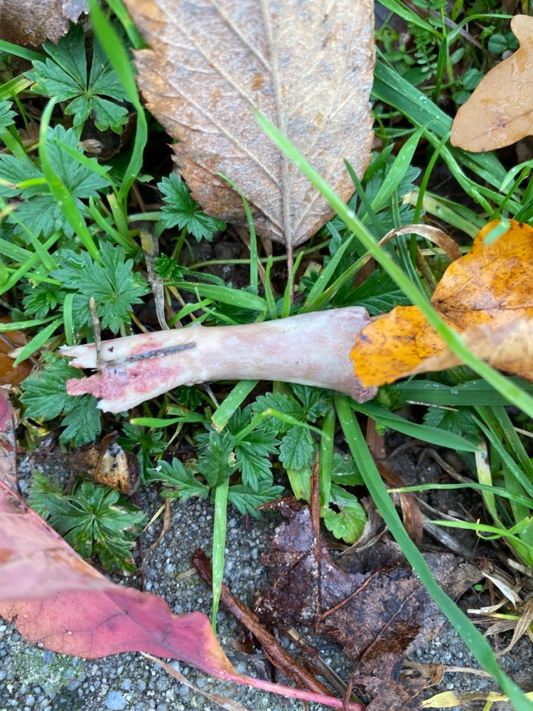 Giftköder-Knochen-Profilbild