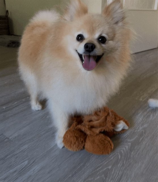 Hundetreffen-Milou sucht Freunde🤗-Profilbild