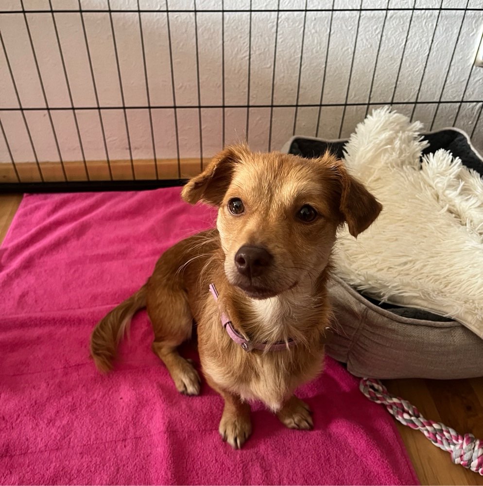 Hundetreffen-Gemeinsame entspannte Gassirunde 🐾-Profilbild