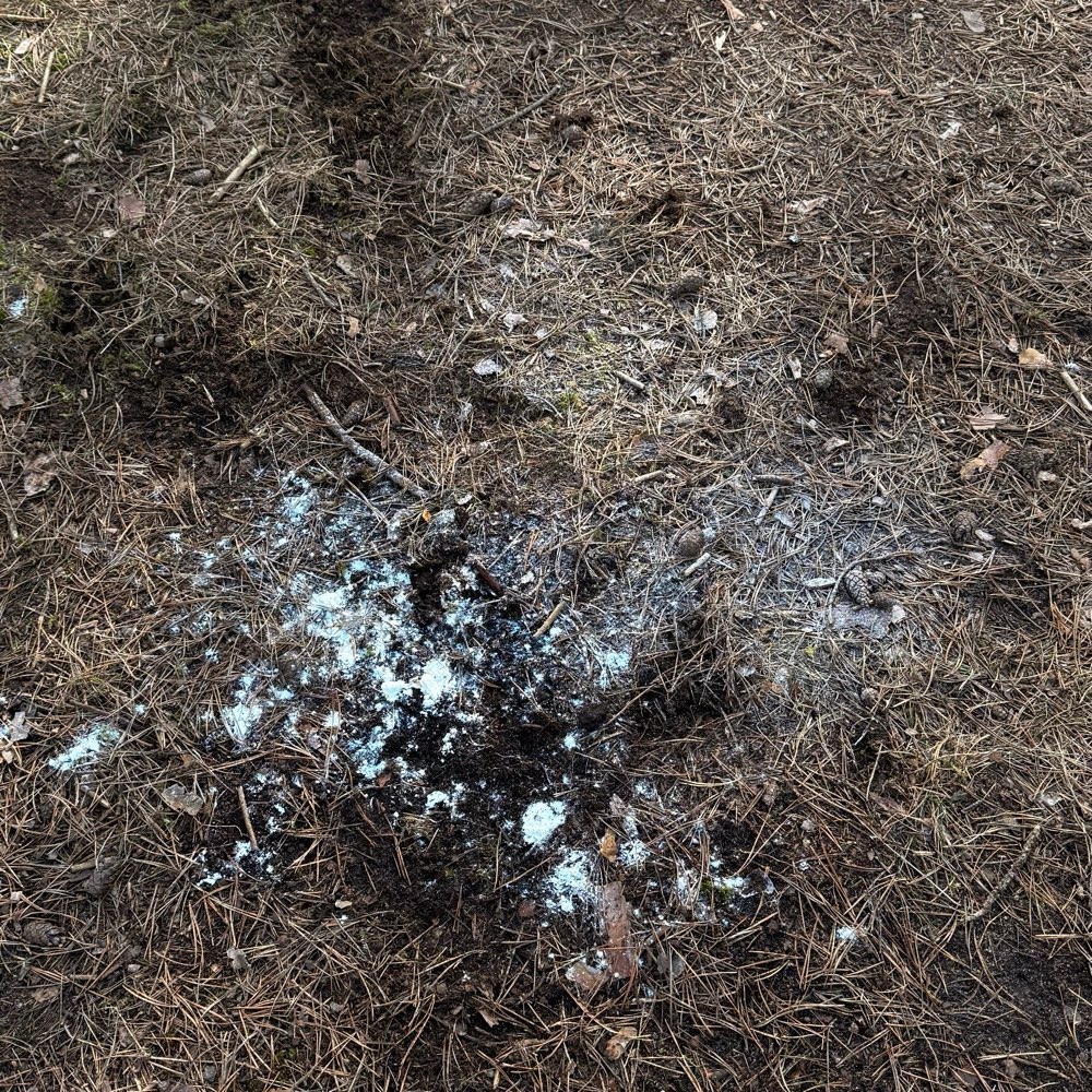 Giftköder-Köder oder Mehl-Profilbild