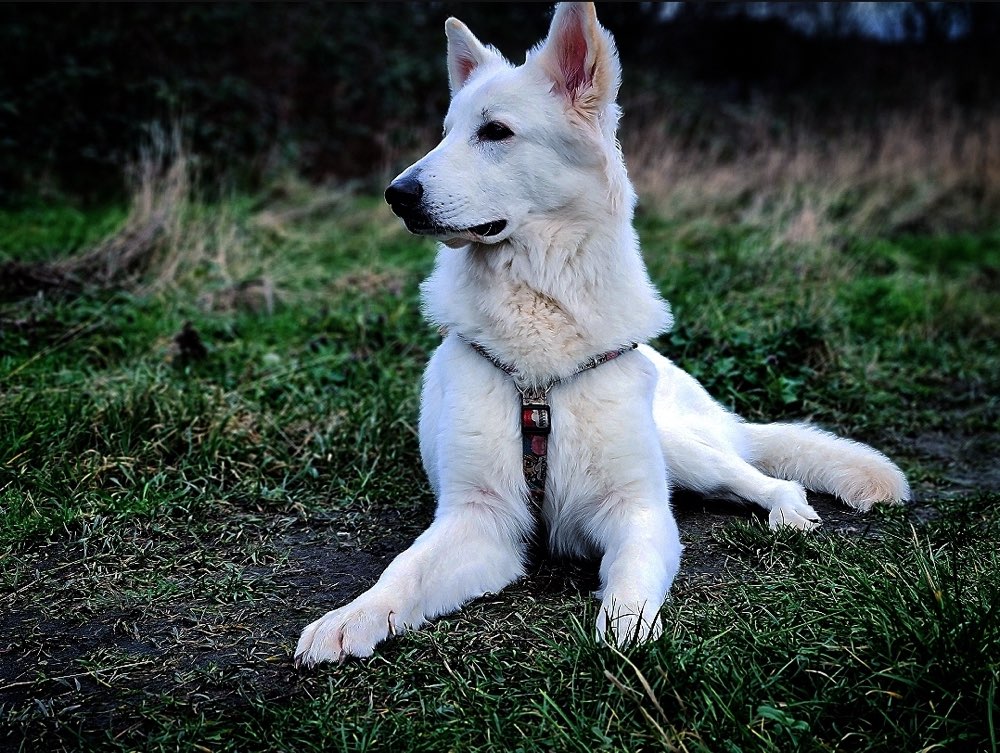 Hundetreffen-Hundetreffen zum Spielen-Profilbild