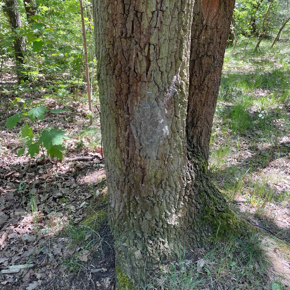 Giftköder-Eichenprozessionsspinner-Profilbild