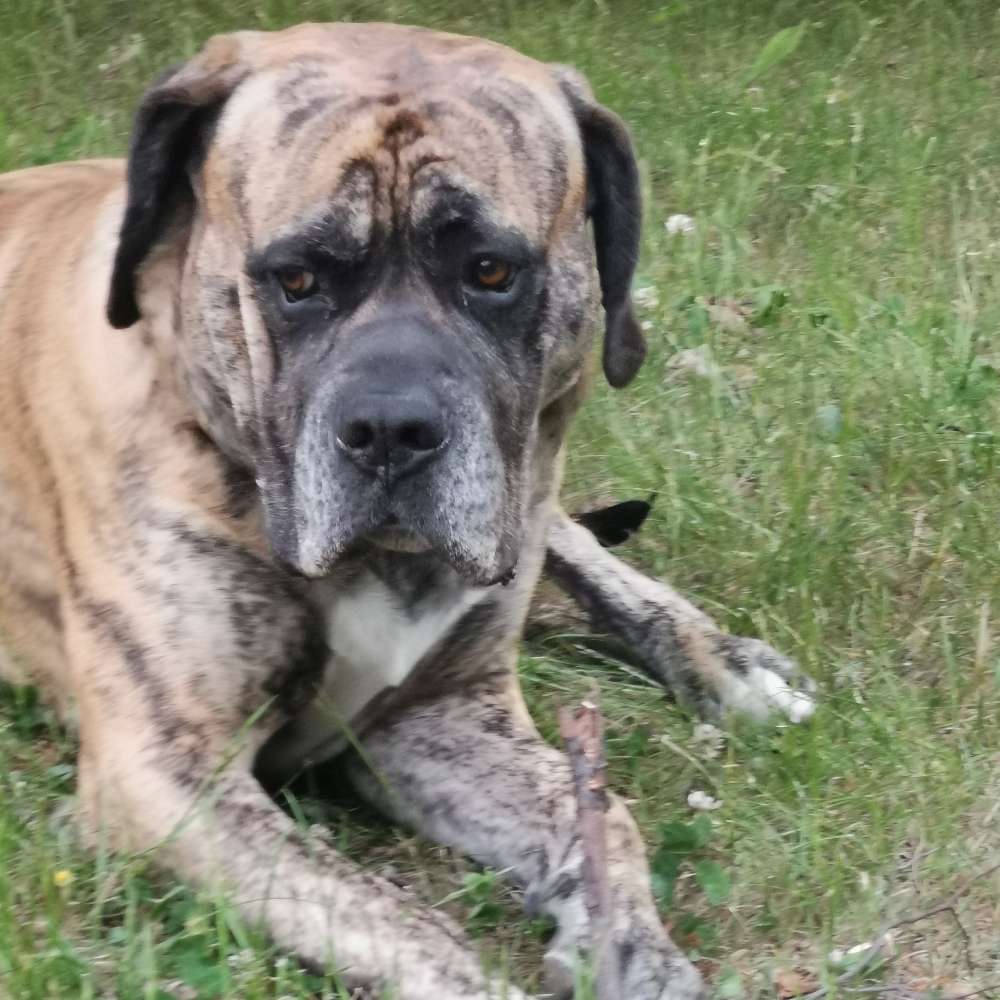 Hundetreffen-Neue Kumpels-Profilbild