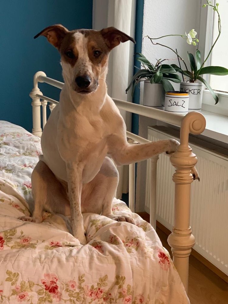 Hundetreffen-Hundesitter gesucht-Profilbild