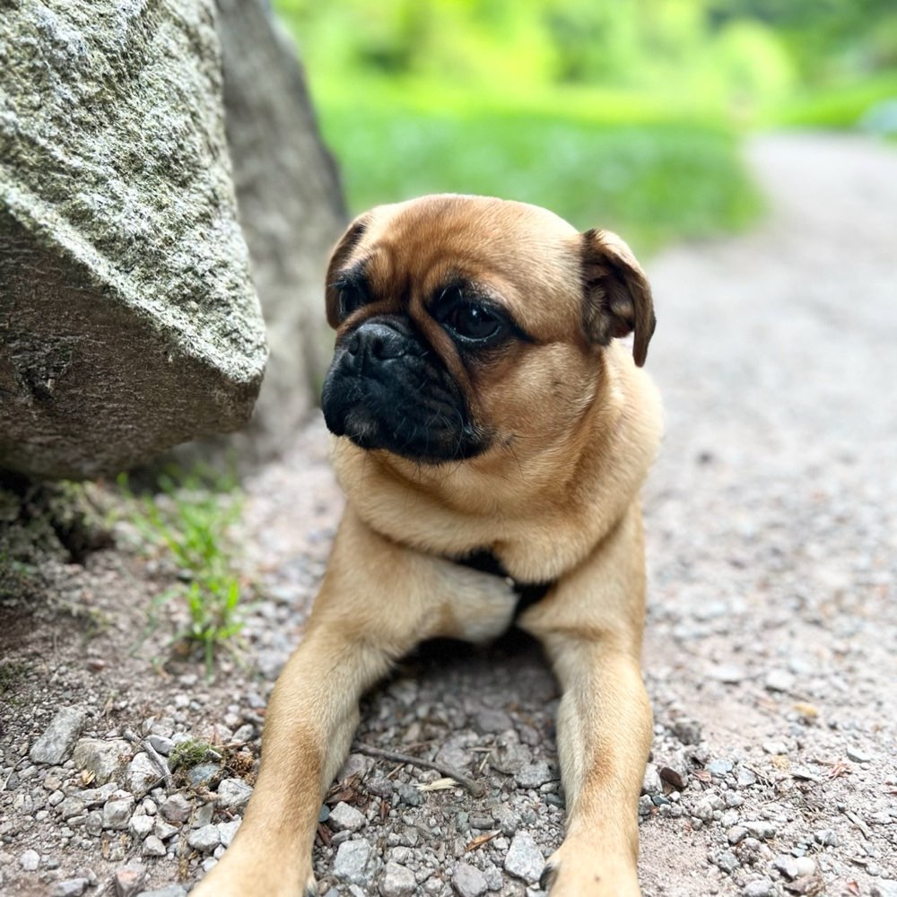 Hundetreffen-Spielrunde mit Gassi gehen-Profilbild