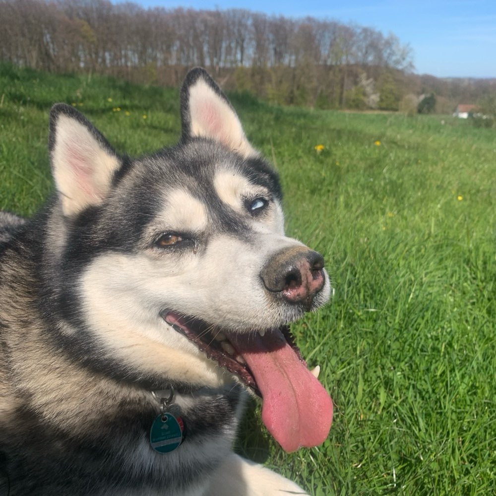 Hundetreffen-Ich suche Trainingspartner/in!🫶🏻-Profilbild