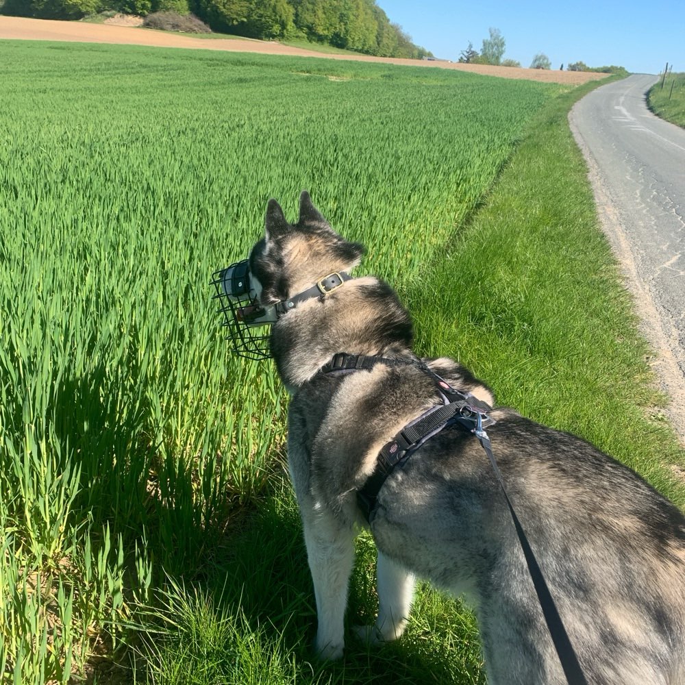 Hundetreffen-Ich suche Trainingspartner/in!🫶🏻-Profilbild