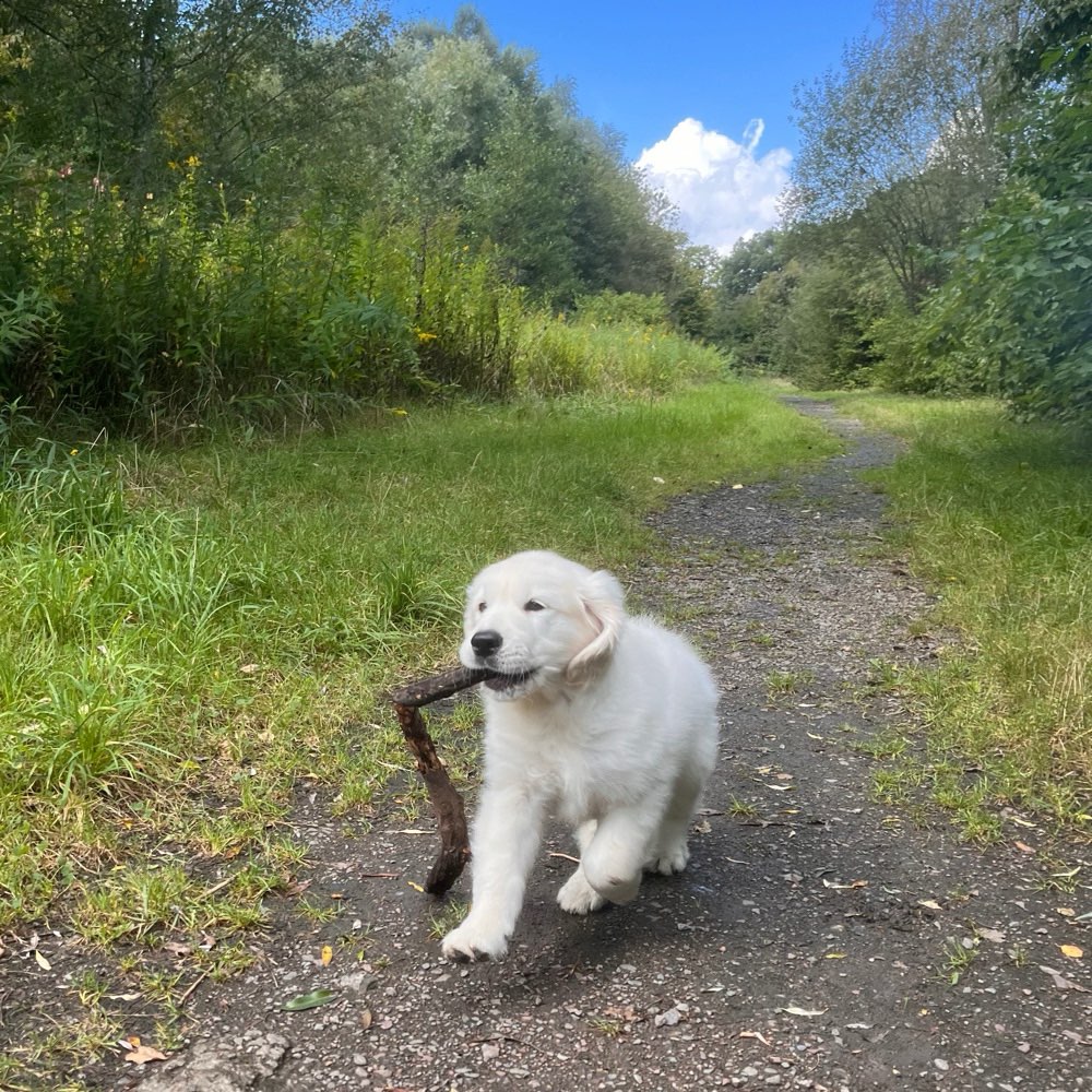 Hundetreffen-Welpenfreunde gesucht zum Spielen und Spazieren (September 24)-Profilbild