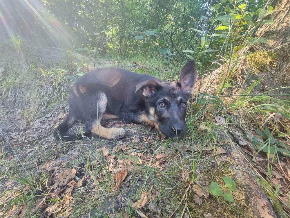 Hundetreffen-Welpenspielrunde-Profilbild