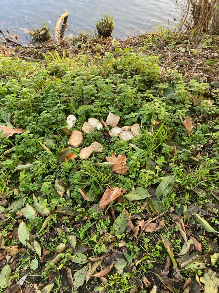 Giftköder-Verschimmeltes Brot - evtl. Köder?-Profilbild