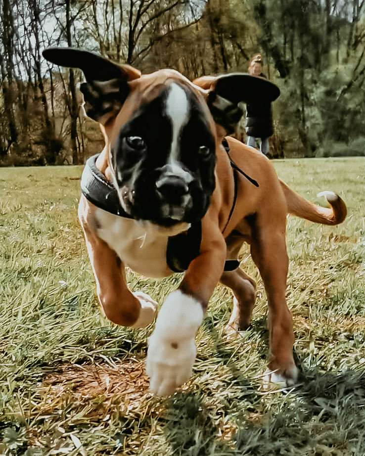 Hundetreffen-Spielkameraden gesucht - Mögeldorf und Umgebung-Profilbild