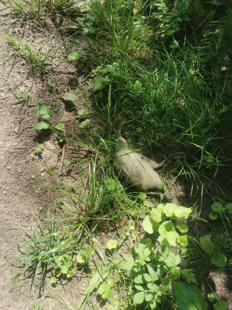 Giftköder-tote Ente direkt neben Wanderweg-Profilbild