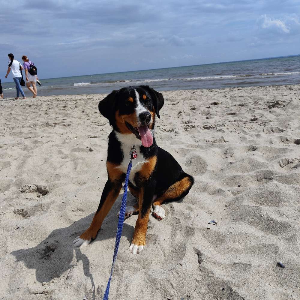 Hundetreffen-Welpen treffen und spielen-Profilbild