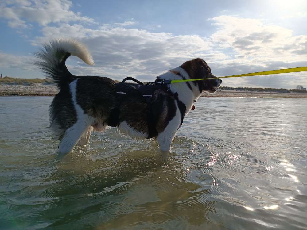 Hundetreffen-Gassi gehen und Begegnungen üben-Profilbild