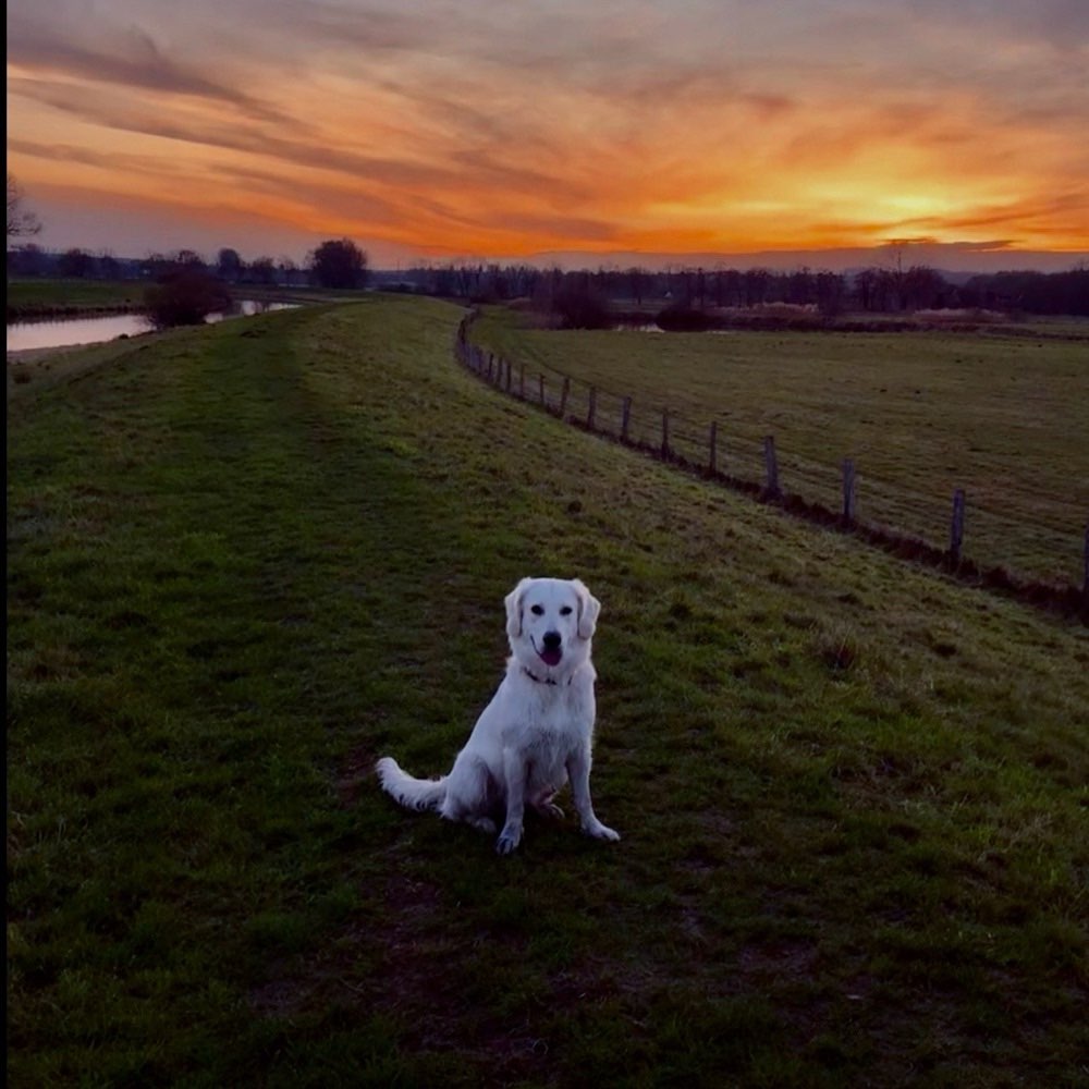 Hundetreffen-Treffen in der Nähe-Profilbild