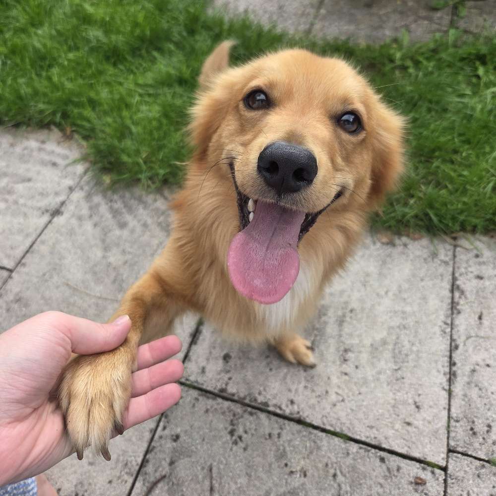 Hundetreffen-Schnuppern und Flitzen im Münchner Osten-Profilbild