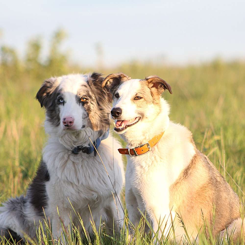 Hundetreffen-Hundetreffen-Profilbild
