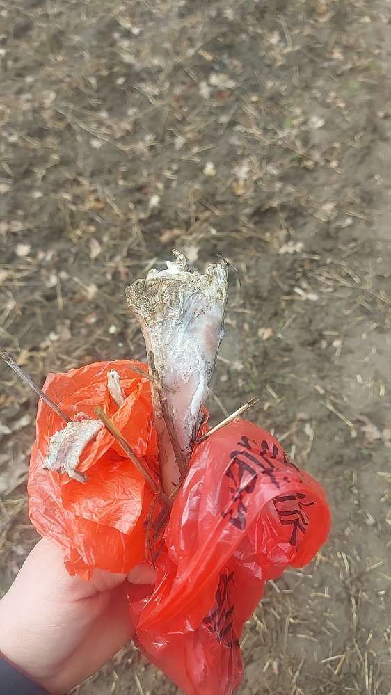 Giftköder-Fleischstücke / Fleischknochen-Profilbild