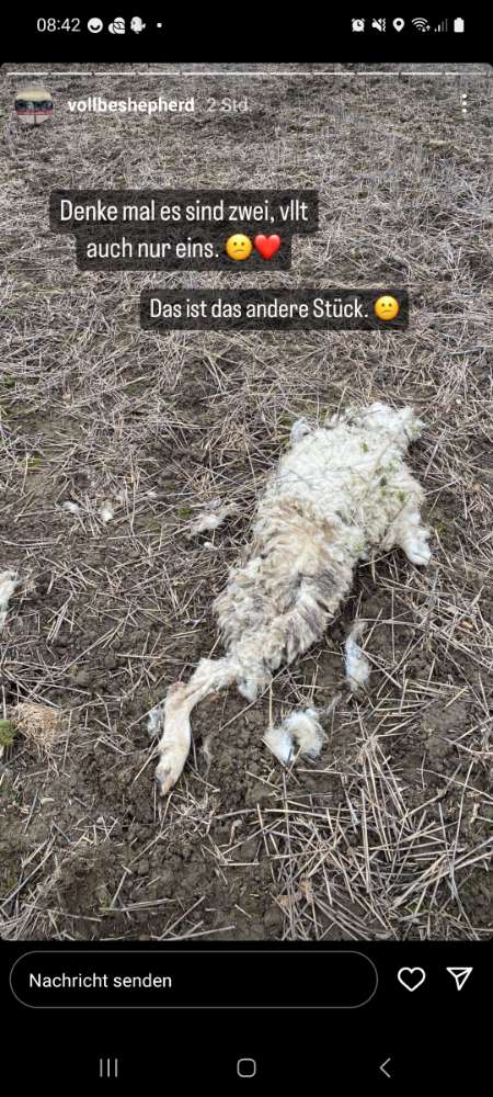 Giftköder-Vorsicht totes Schaf-Profilbild