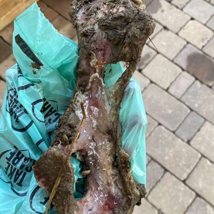 Giftköder-Knochen-Profilbild