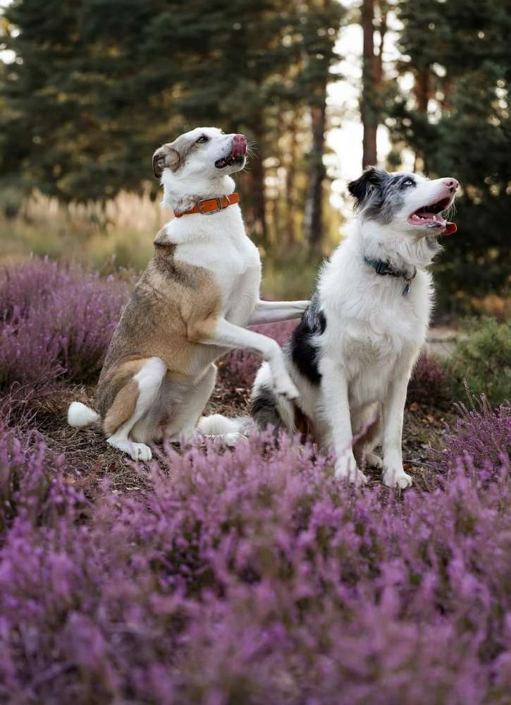 Hundetreffen-Hundetreffen-Profilbild