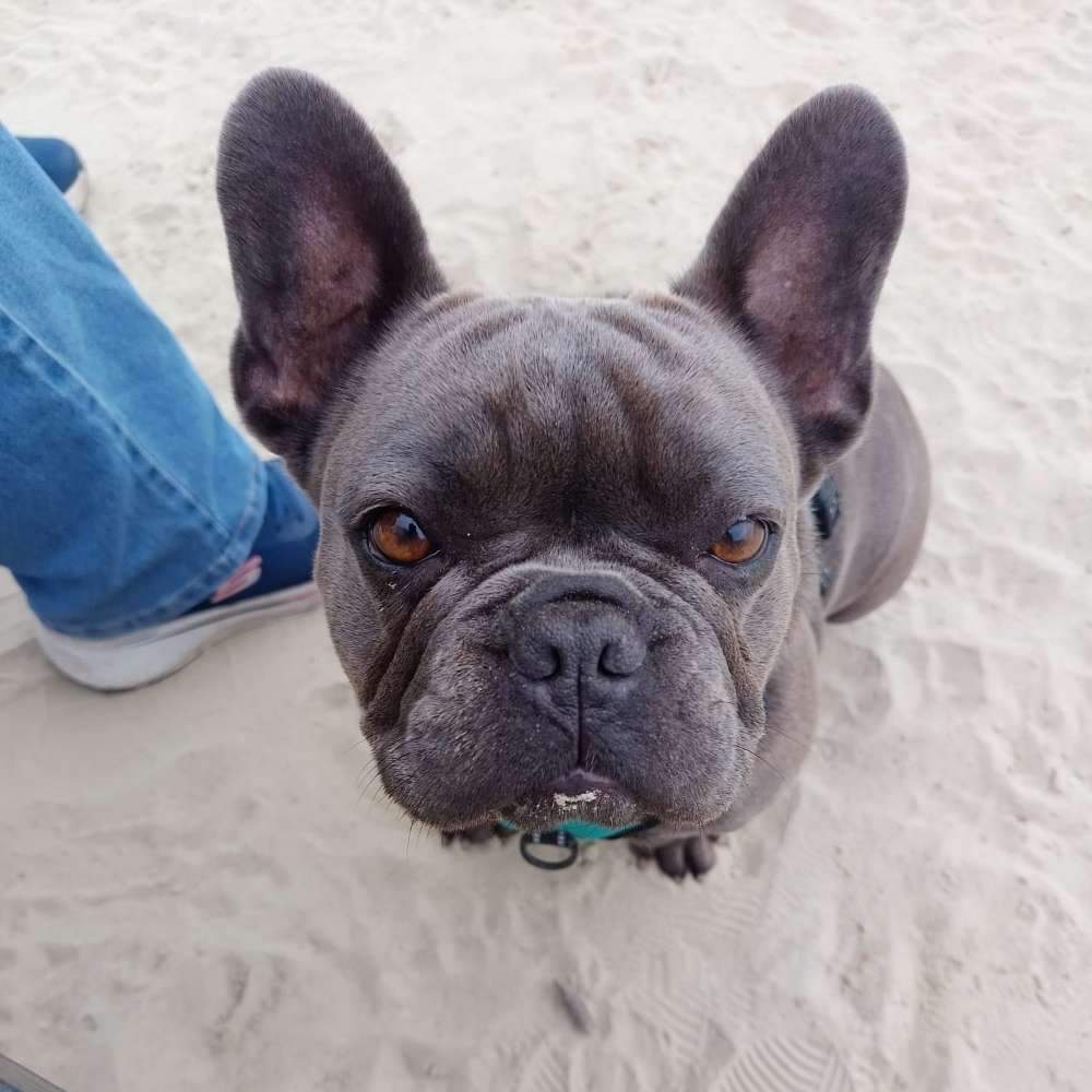 Hundetreffen-Spielen am Strand-Profilbild