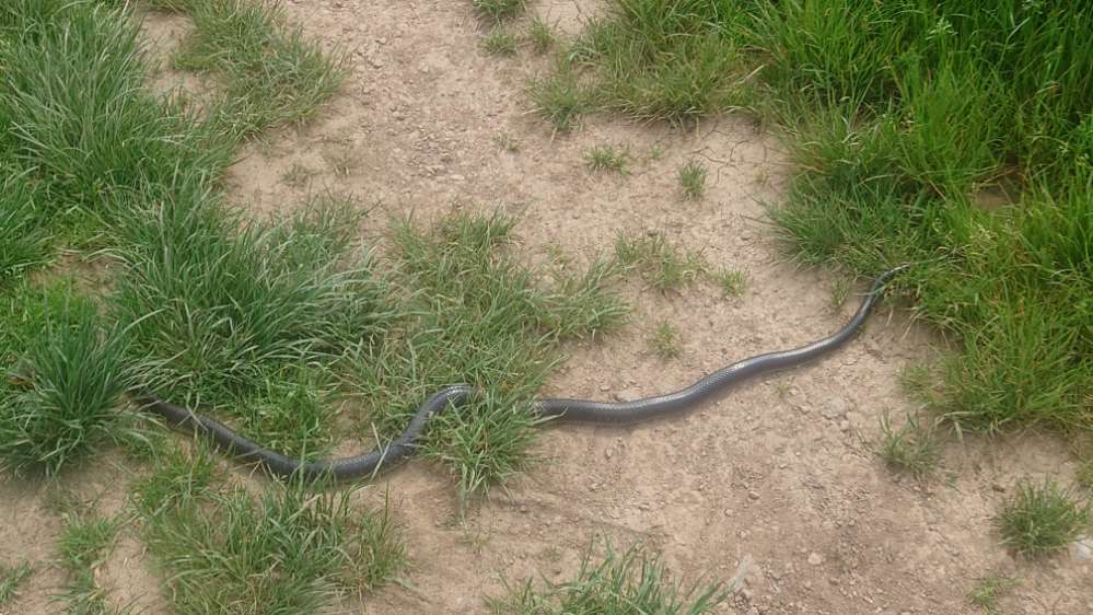 Giftköder-Schlangen-Sichtung-Profilbild