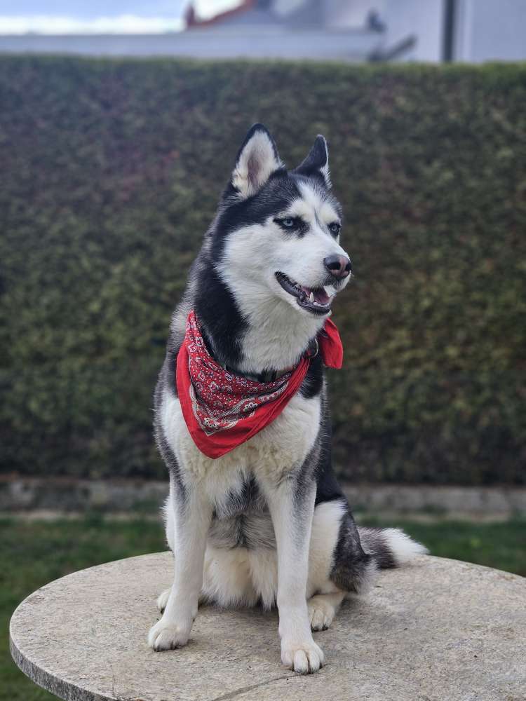 Hundetreffen-Gemeinsame Gassi Runden :)-Profilbild