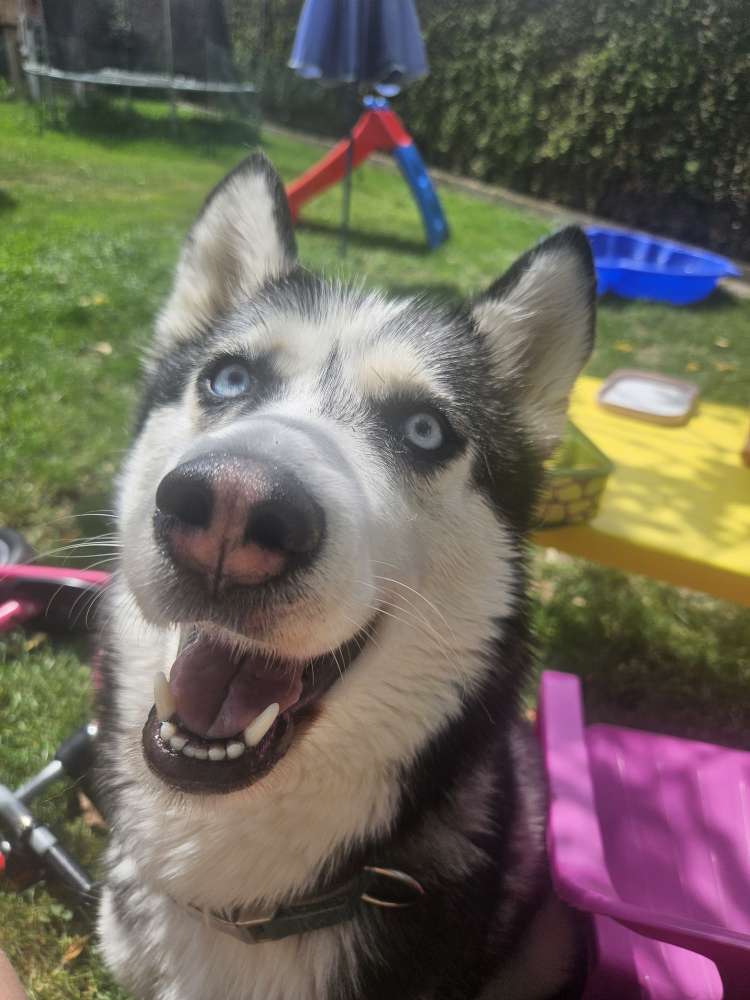 Hundetreffen-Gassirunde 🐾-Profilbild