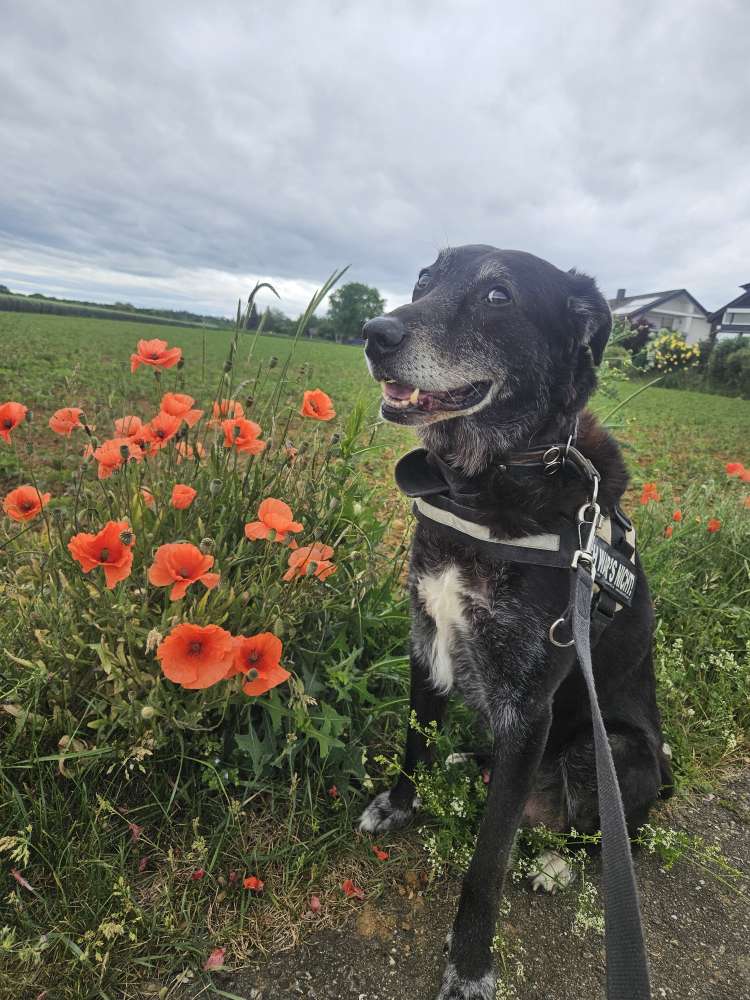 Hundetreffen-Senioren Gassi Runde-Profilbild
