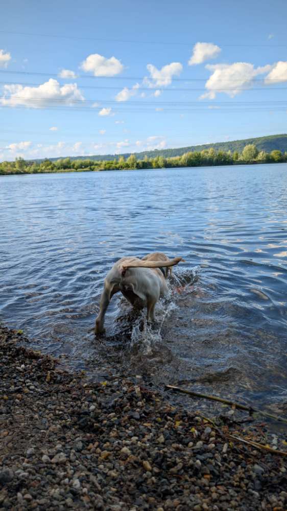 Hundetreffen-Wasserrattenrunde-Profilbild