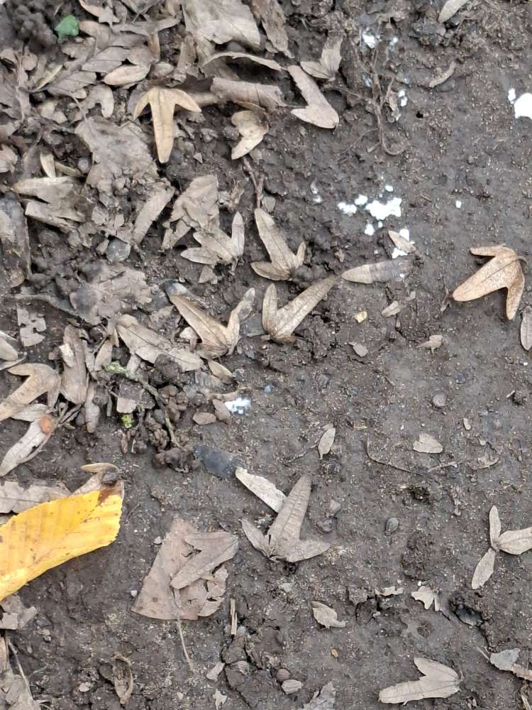 Giftköder-Weißes Pulver-Profilbild