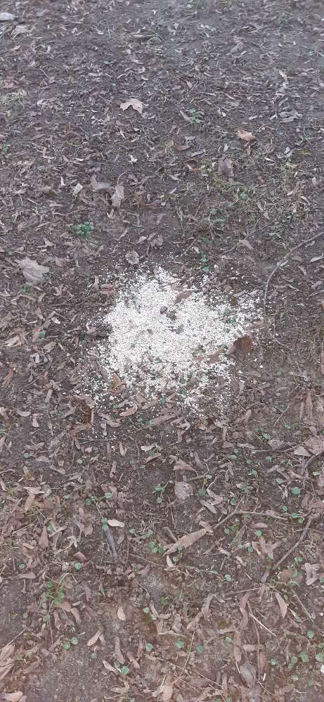 Giftköder-Ausgestreute Haferflocken-Profilbild