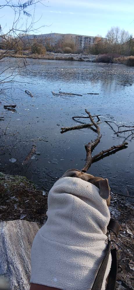 Hundetreffen-Von a bis z-Profilbild