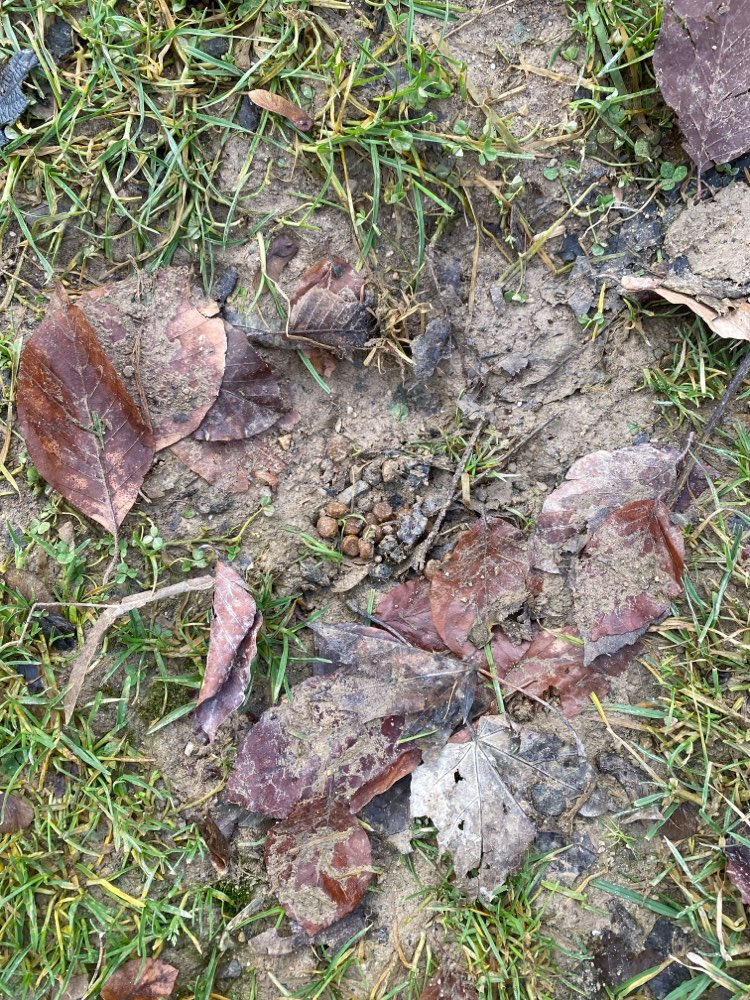 Giftköder-Mögliche Giftköder im Nordpark-Profilbild