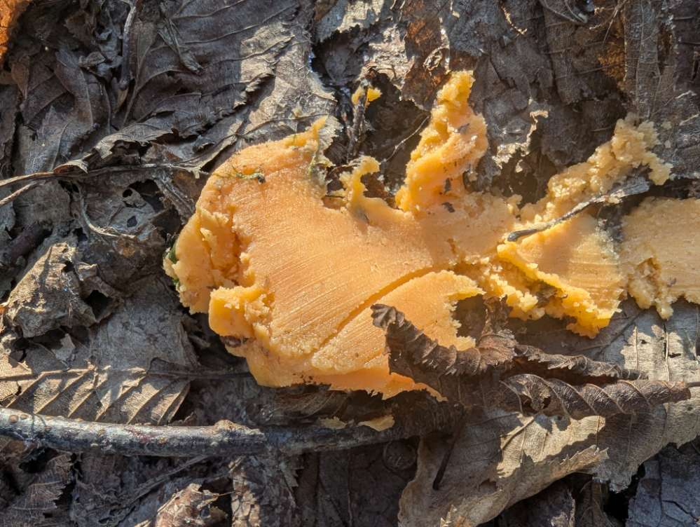 Giftköder-Mehrere Giftköder!!!!-Profilbild