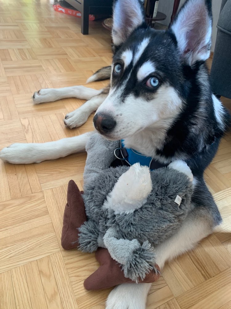 Hundetreffen-Hundekumpel-Profilbild