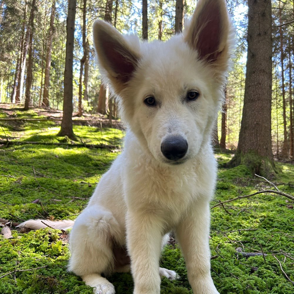 Hundetreffen-Gassirunde/ gemeinsamer Spaziergang-Profilbild