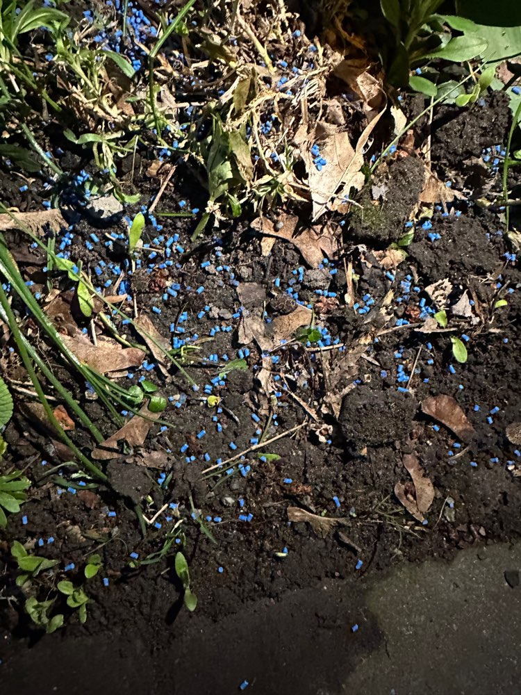 Giftköder-Blaukorn / Schneckenkorn-Profilbild