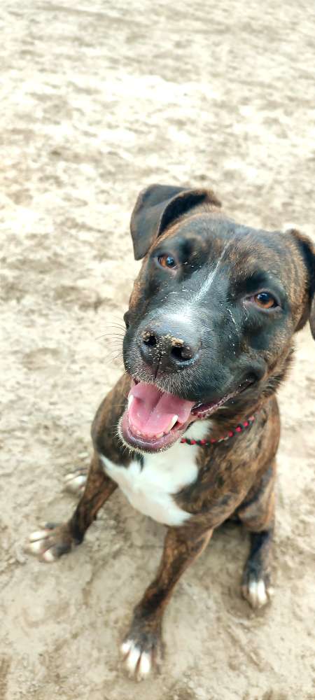 Hundetreffen-Neue Freunde zum rennen und toben gesucht 🐾-Profilbild